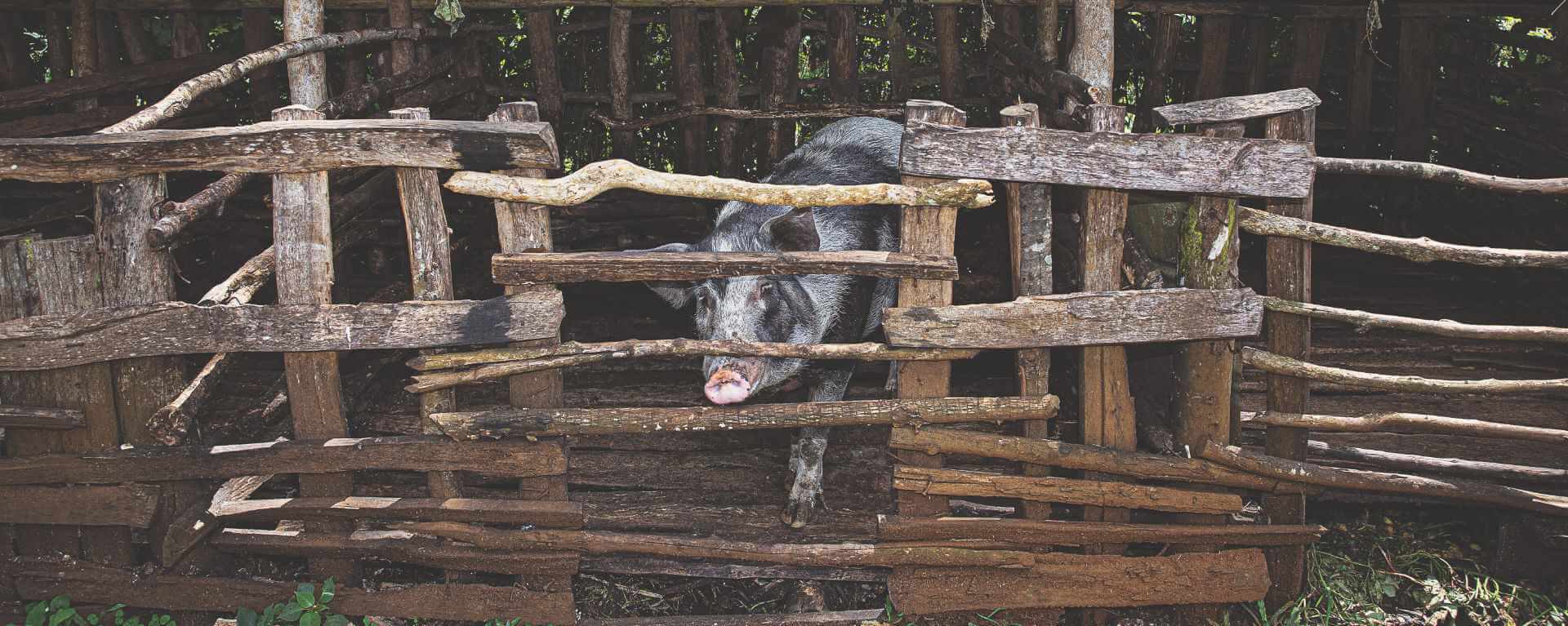 <span>Stop</span> African Swine Fever